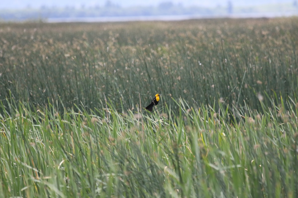 Yellow-headed Blackbird - ML620888109