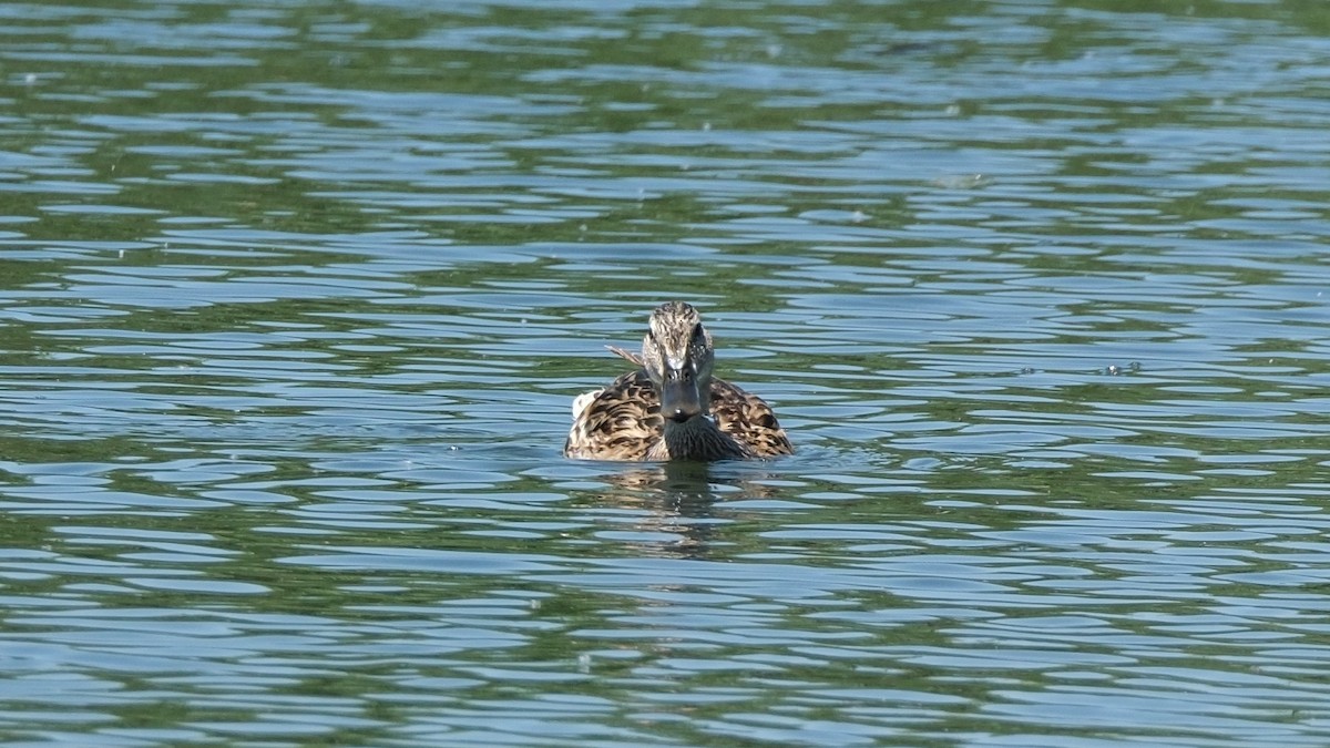 Canard colvert - ML620888110