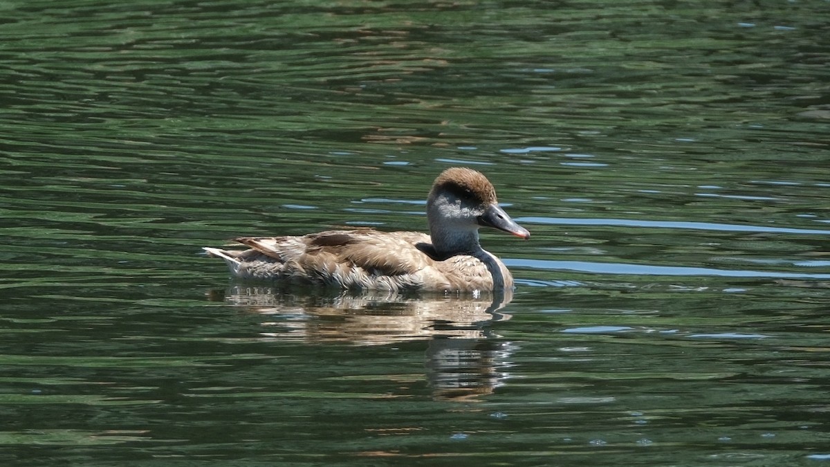 アカハシハジロ - ML620888111