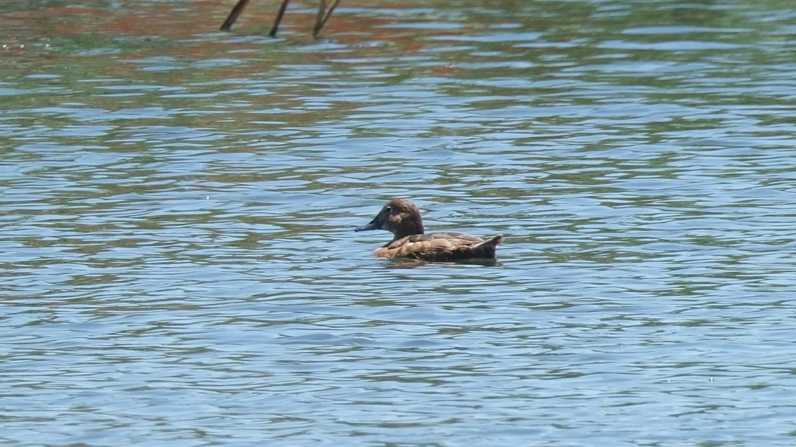 Common Pochard - ML620888112