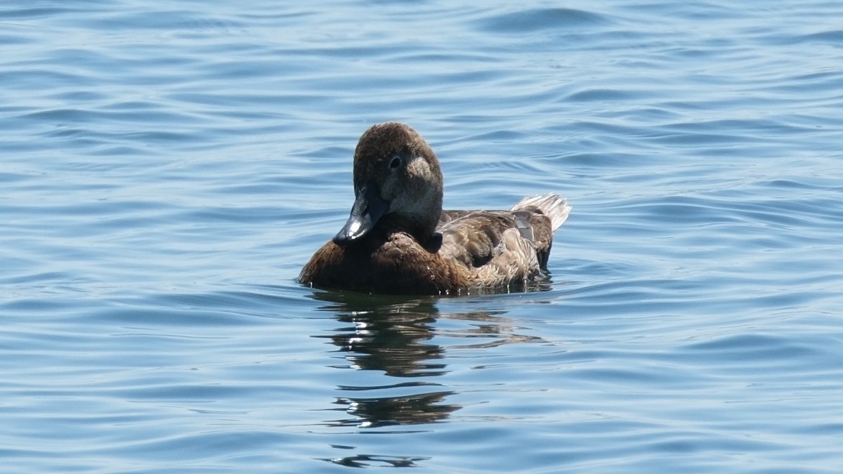 Common Pochard - ML620888113