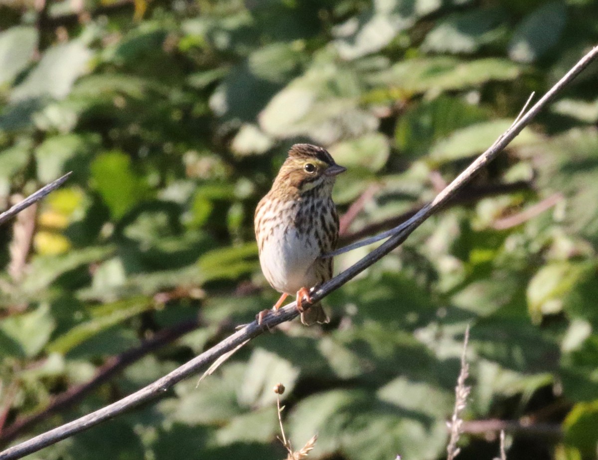 Savannah Sparrow - Dan Waggoner