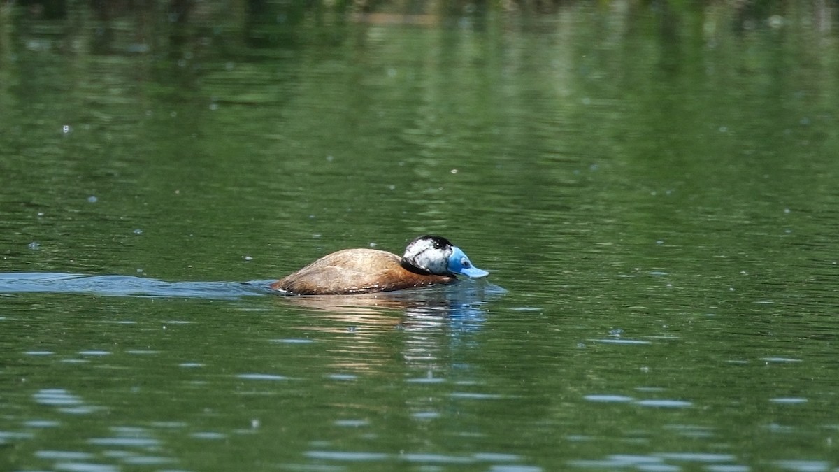 White-headed Duck - ML620888115