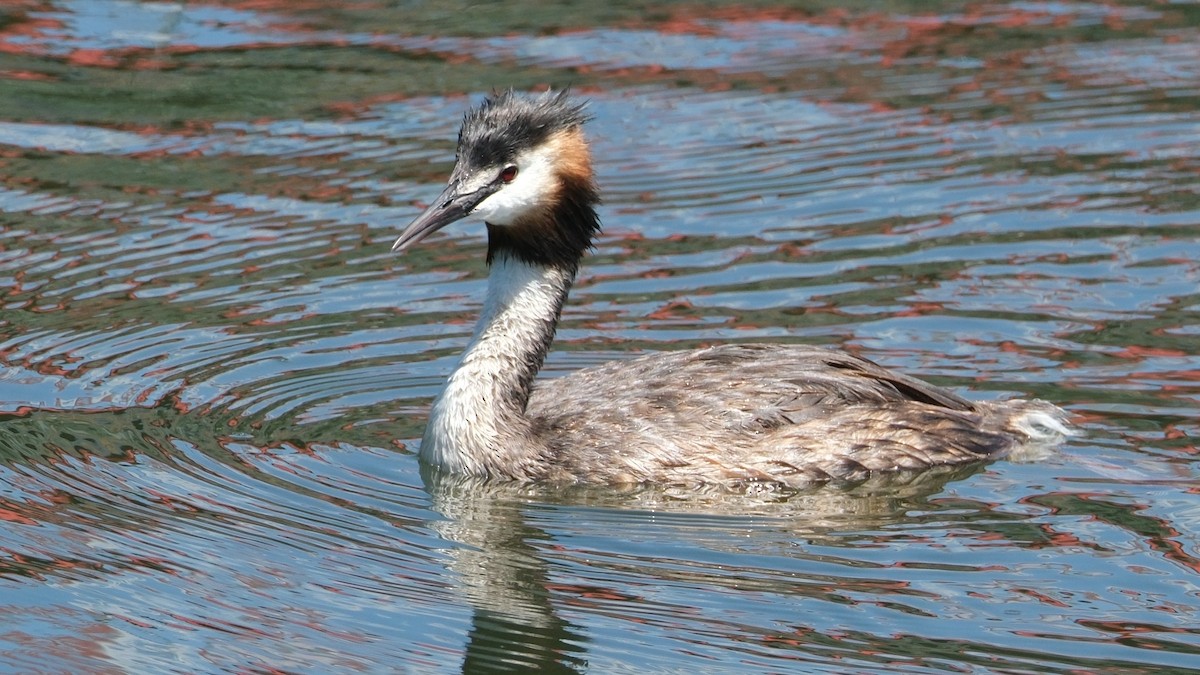 Great Crested Grebe - ML620888116