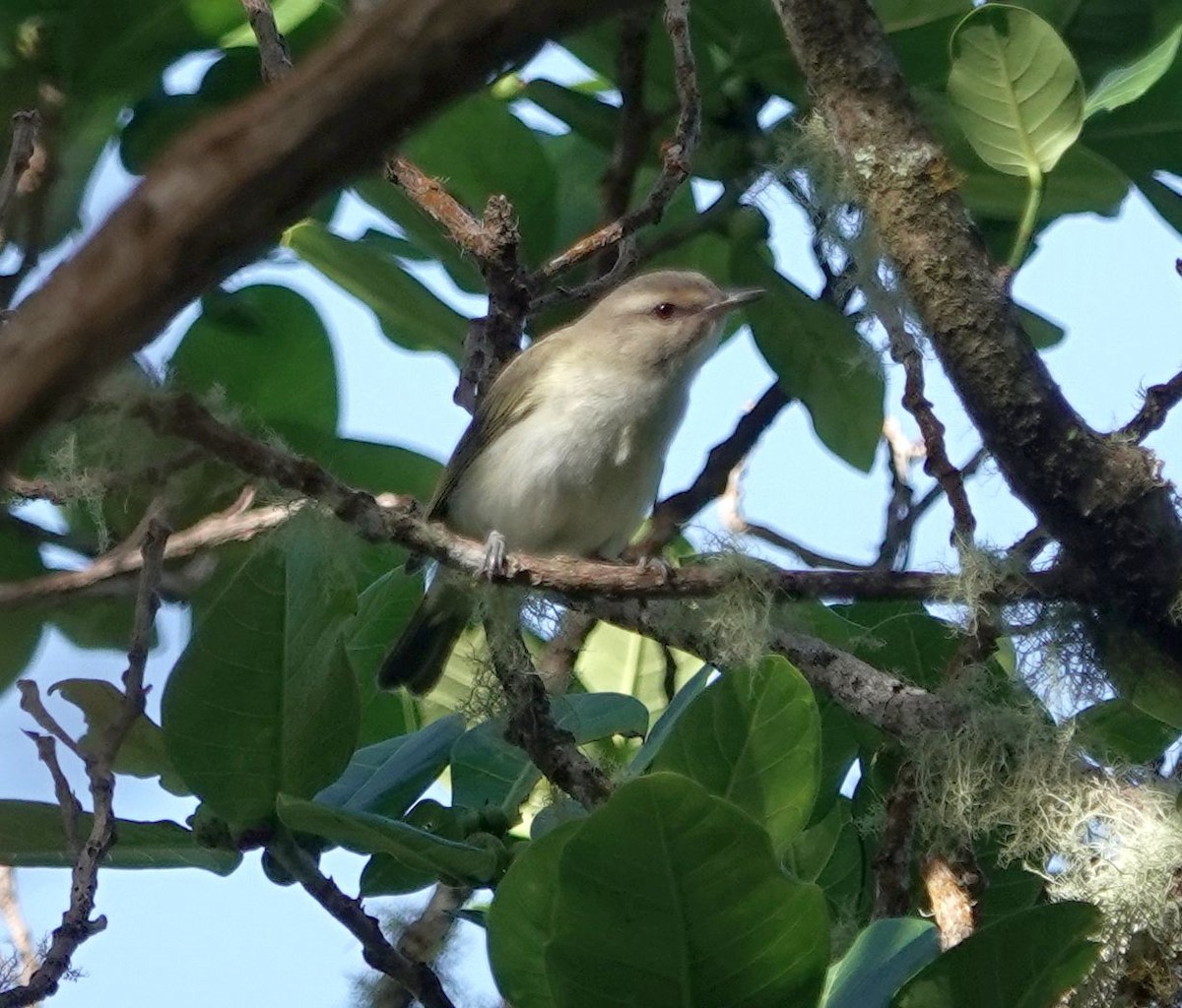 skjeggvireo - ML620888118