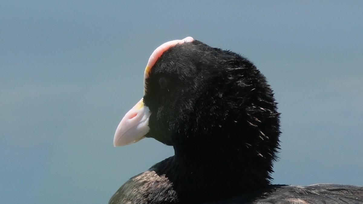 Eurasian Coot - ML620888119