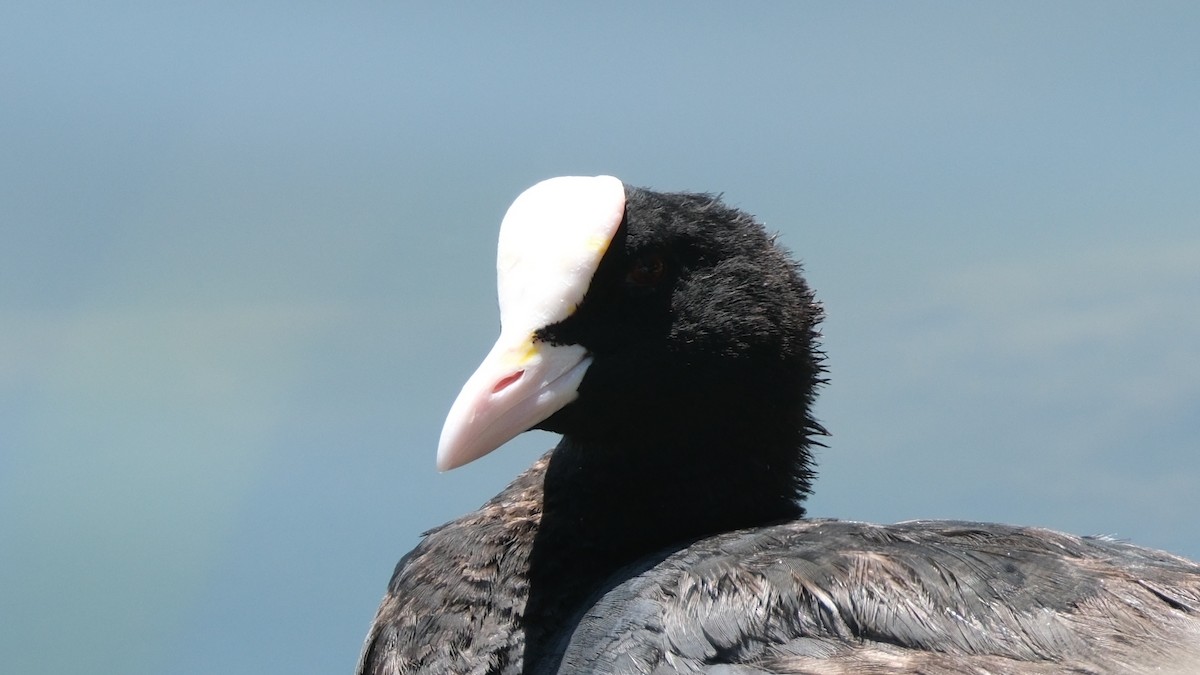 Eurasian Coot - ML620888120