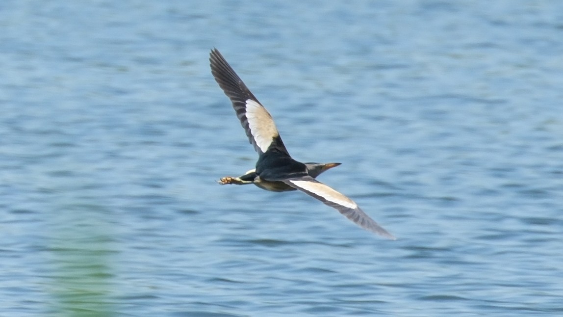 Little Bittern - ML620888121