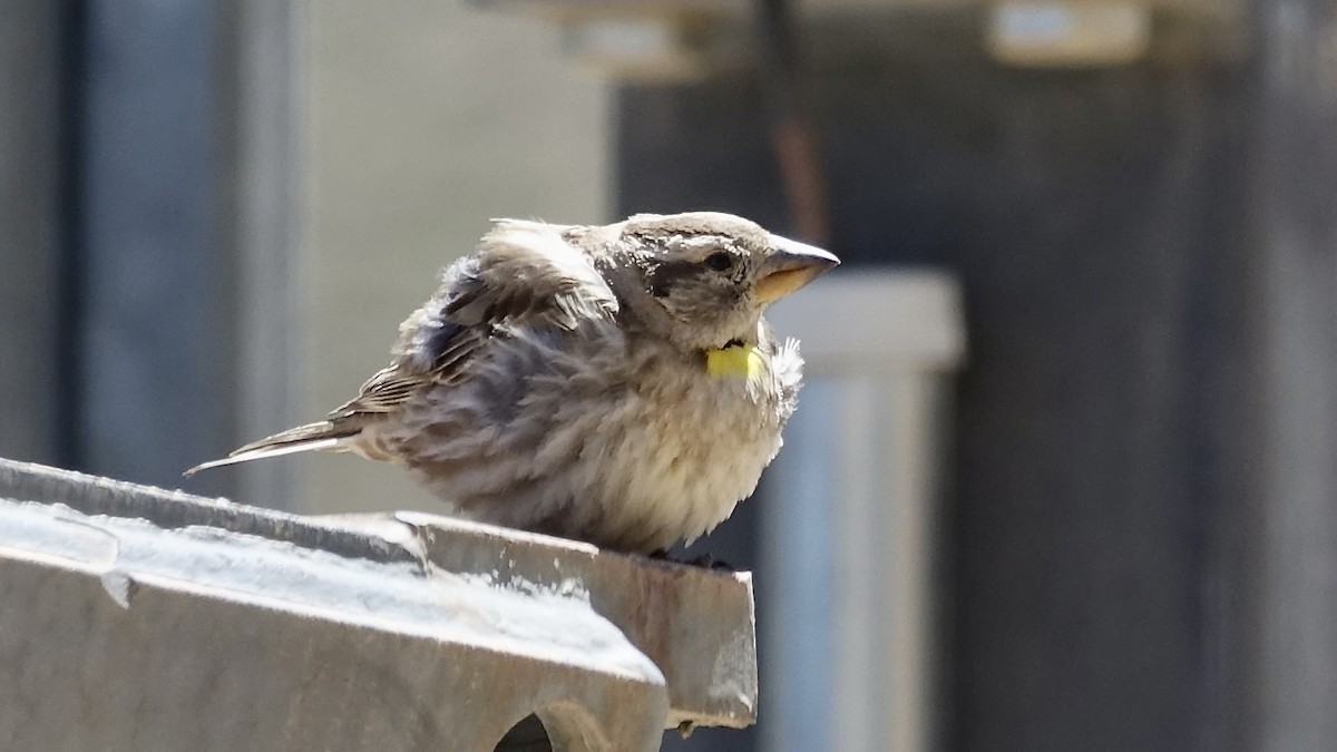 Rock Sparrow - ML620888122