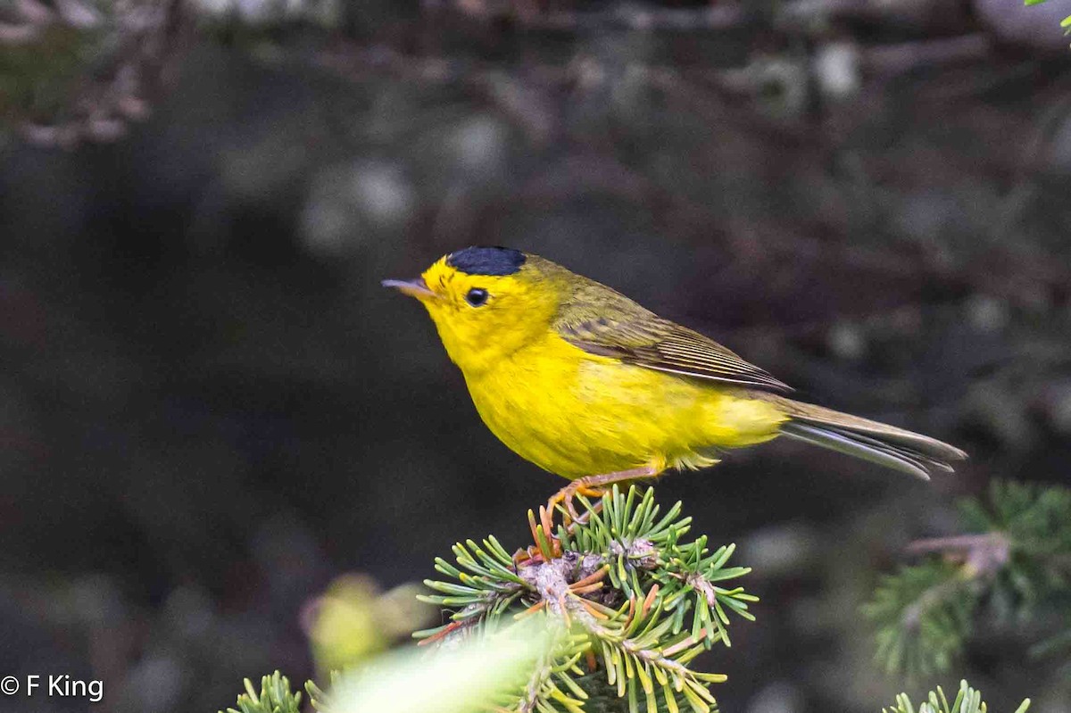 Wilson's Warbler - ML620888127