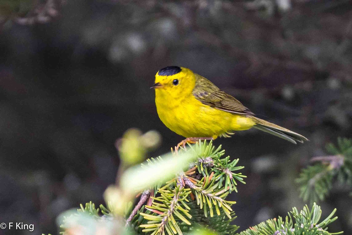 Wilson's Warbler - ML620888129