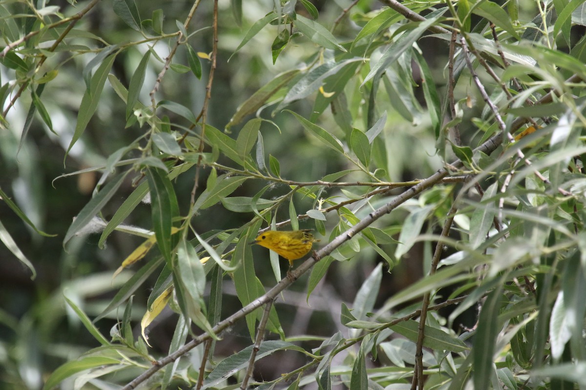 Yellow Warbler - ML620888132