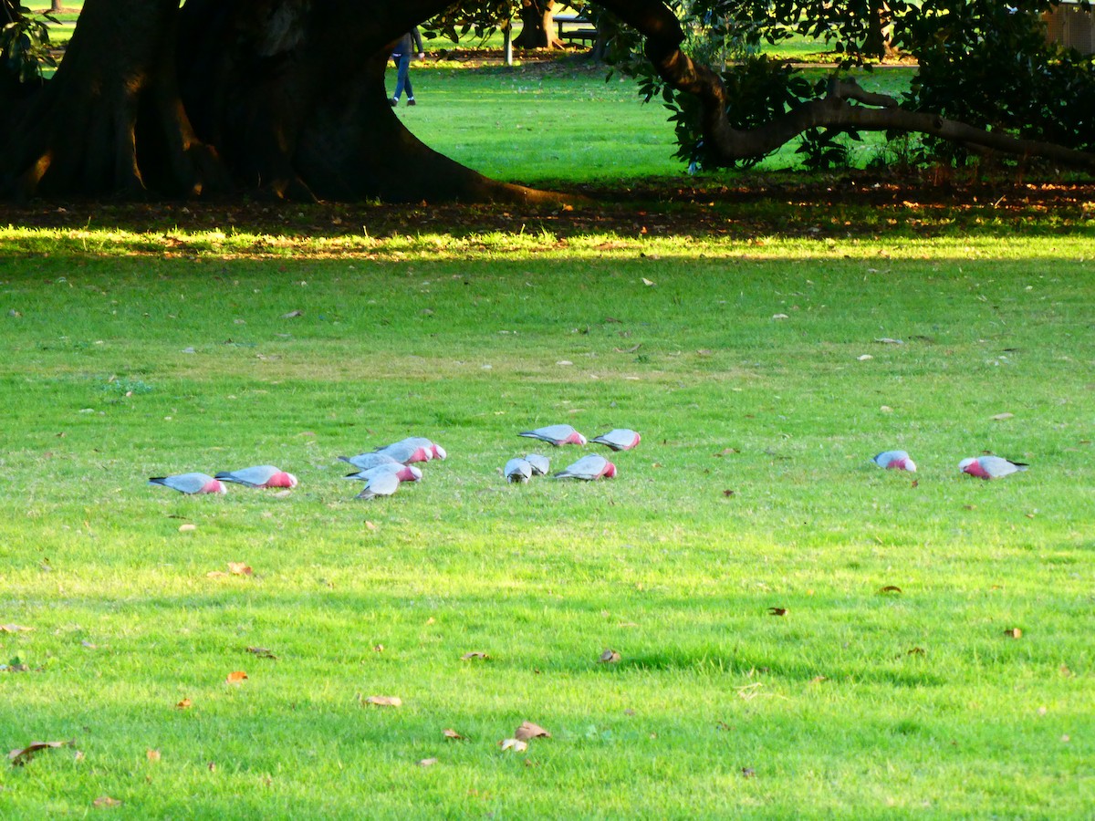 Cacatúa Galah - ML620888136