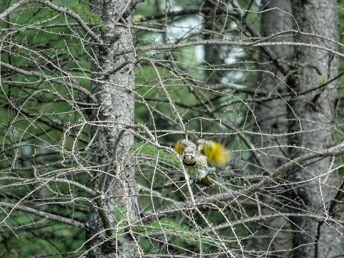 Northern Flicker - ML620888138