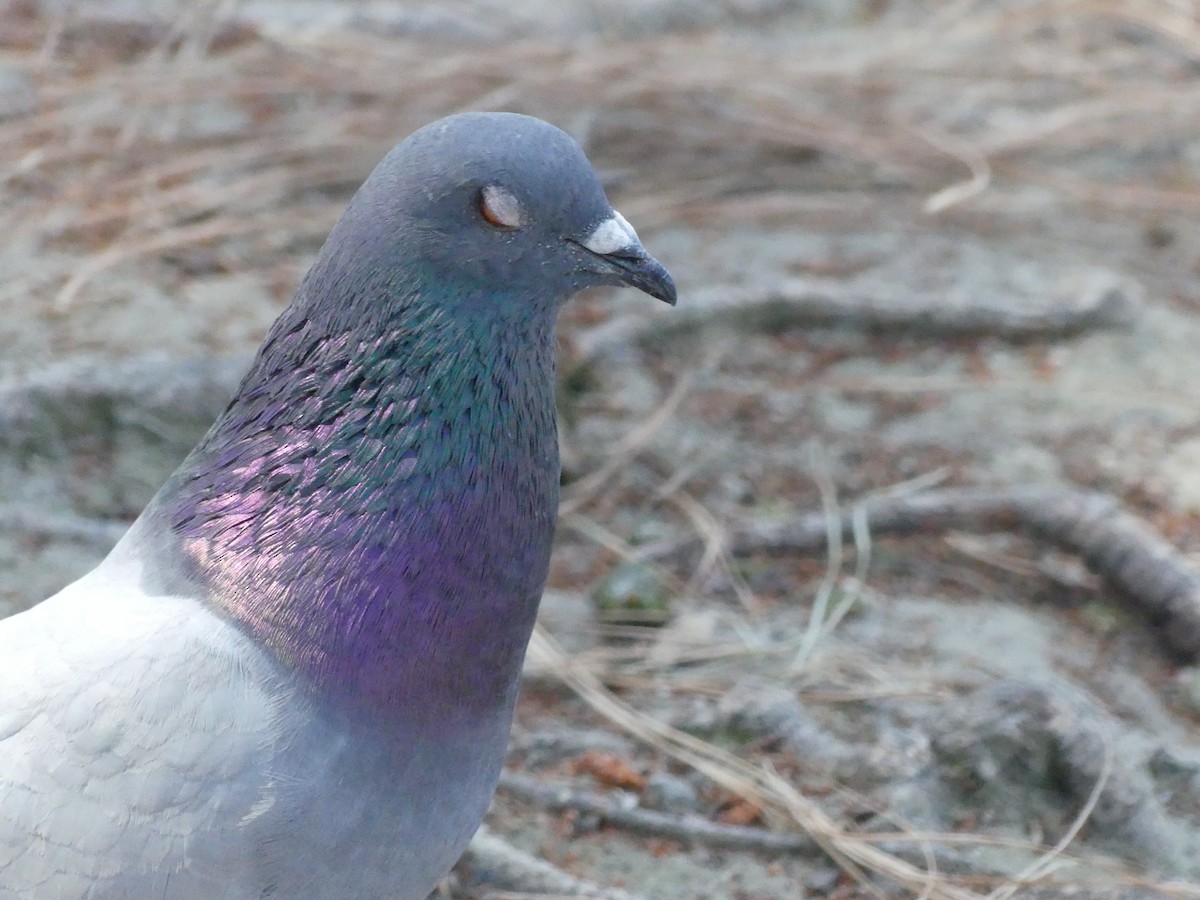 Rock Pigeon (Feral Pigeon) - ML620888143