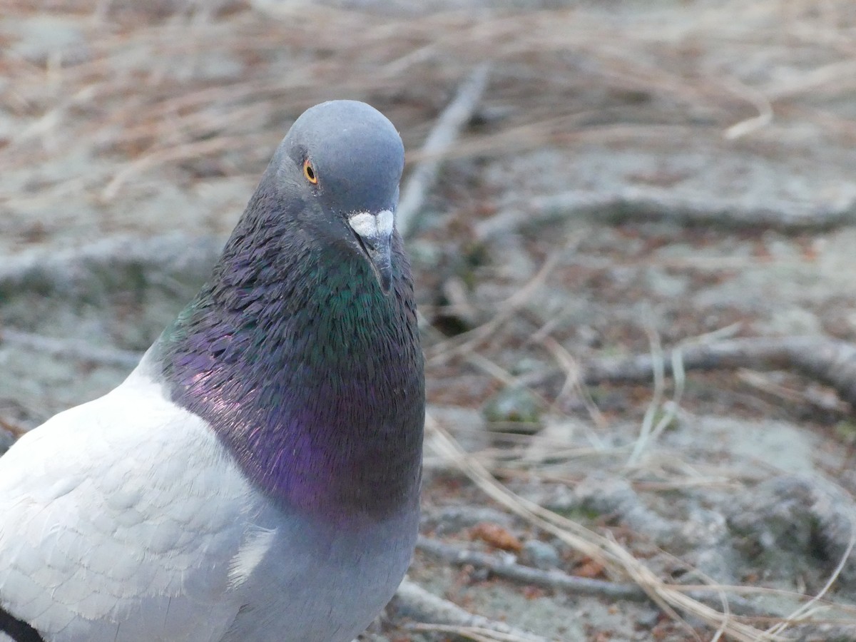 Rock Pigeon (Feral Pigeon) - ML620888144