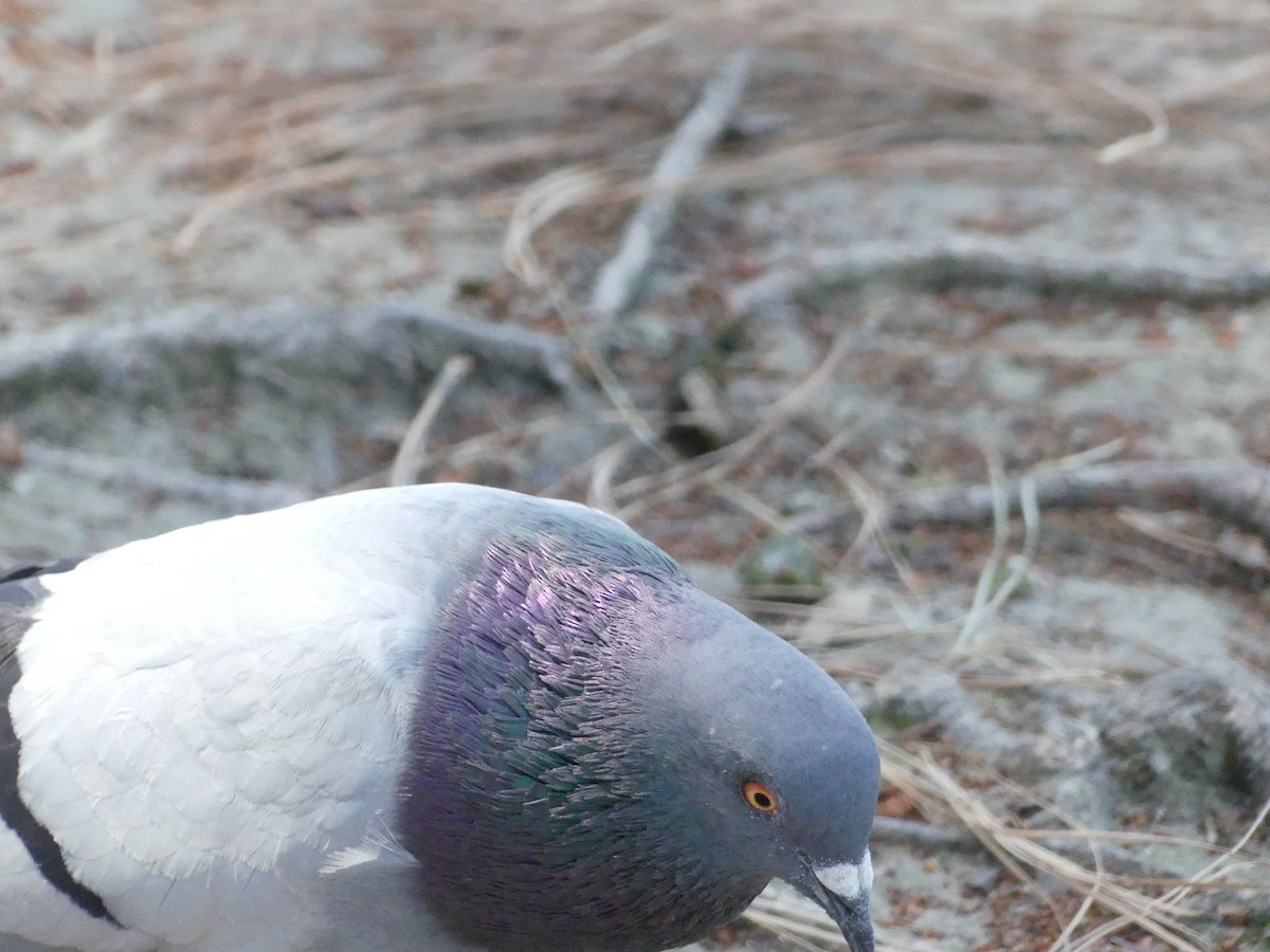 Rock Pigeon (Feral Pigeon) - ML620888145