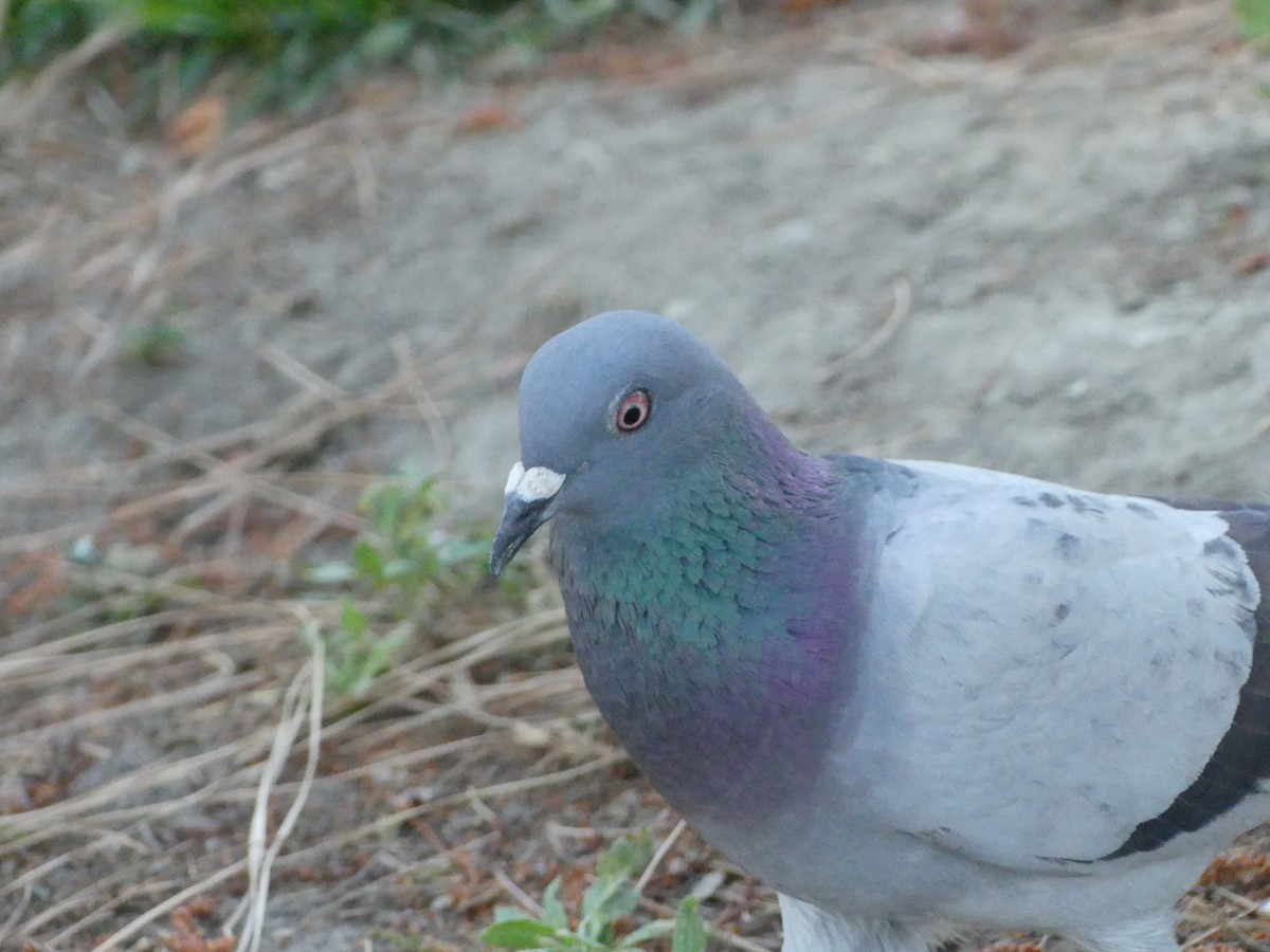 Rock Pigeon (Feral Pigeon) - ML620888147