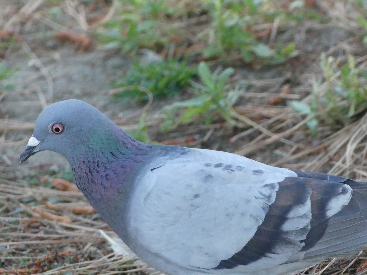 Rock Pigeon (Feral Pigeon) - ML620888148