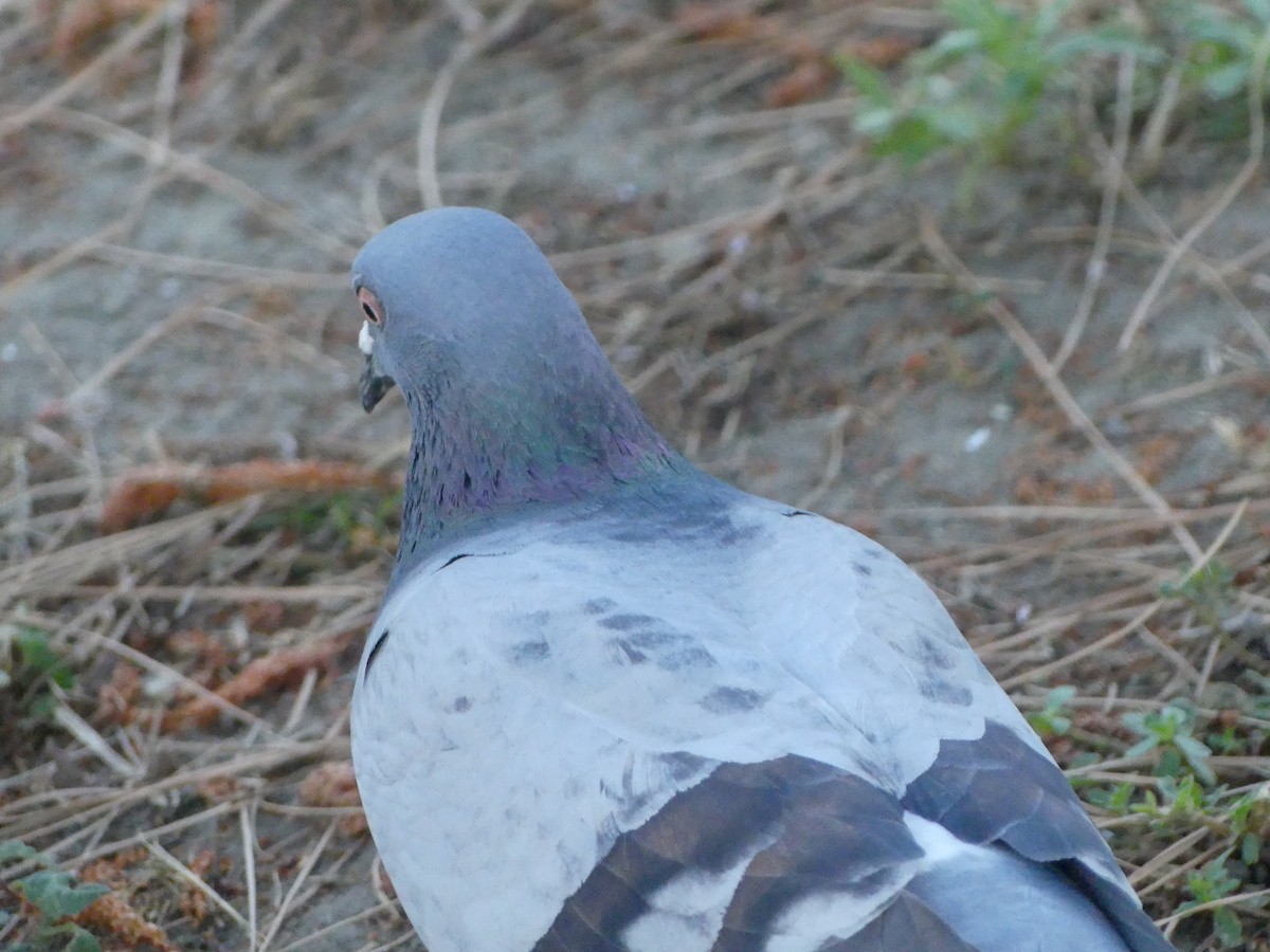 Rock Pigeon (Feral Pigeon) - ML620888149