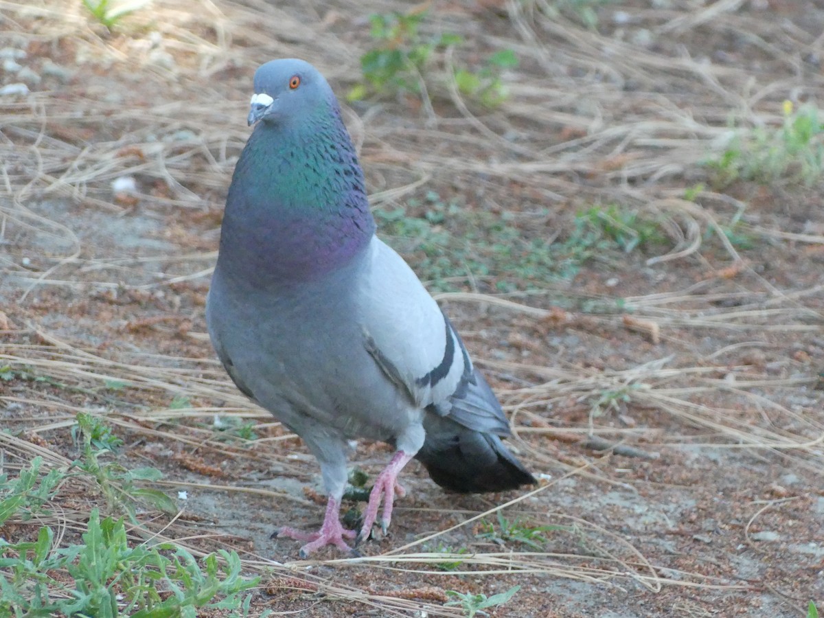 Rock Pigeon (Feral Pigeon) - ML620888150