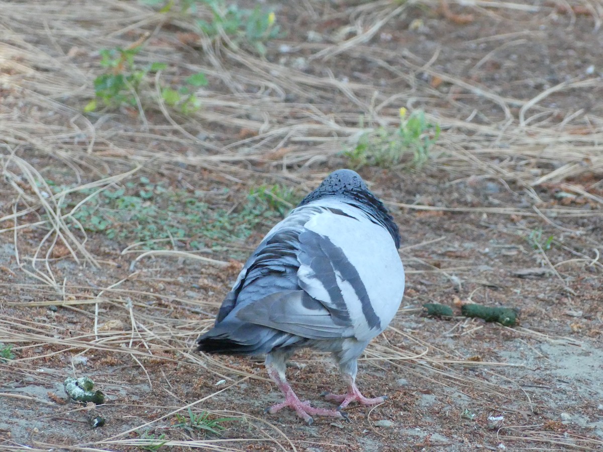 Rock Pigeon (Feral Pigeon) - ML620888151