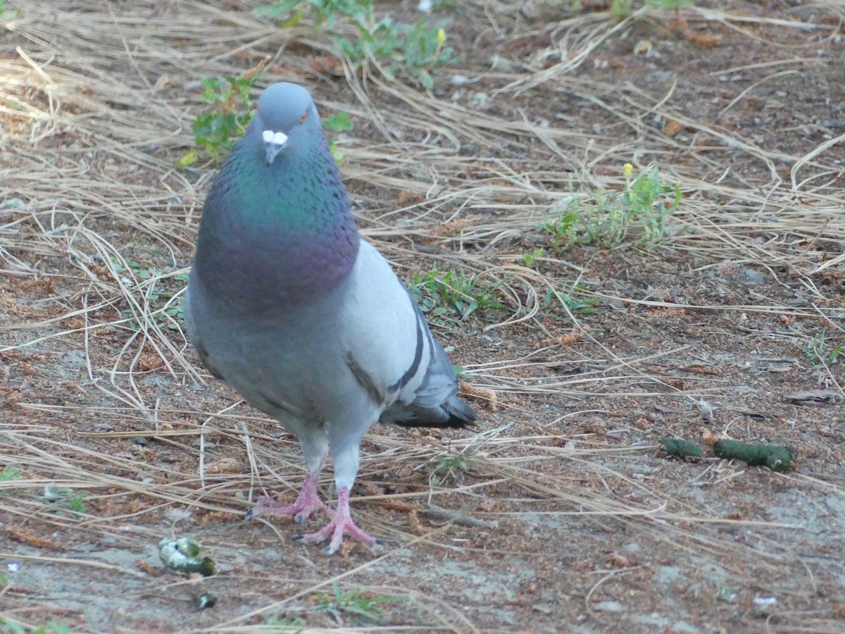 Rock Pigeon (Feral Pigeon) - ML620888152