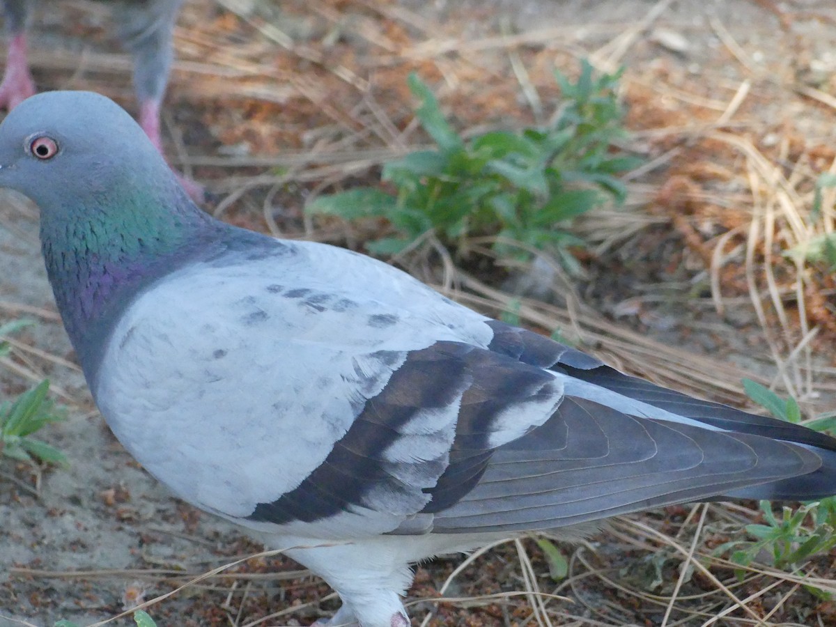 Pigeon biset (forme domestique) - ML620888153