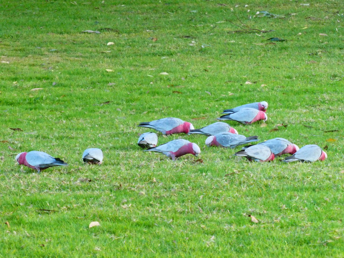 Cacatúa Galah - ML620888154