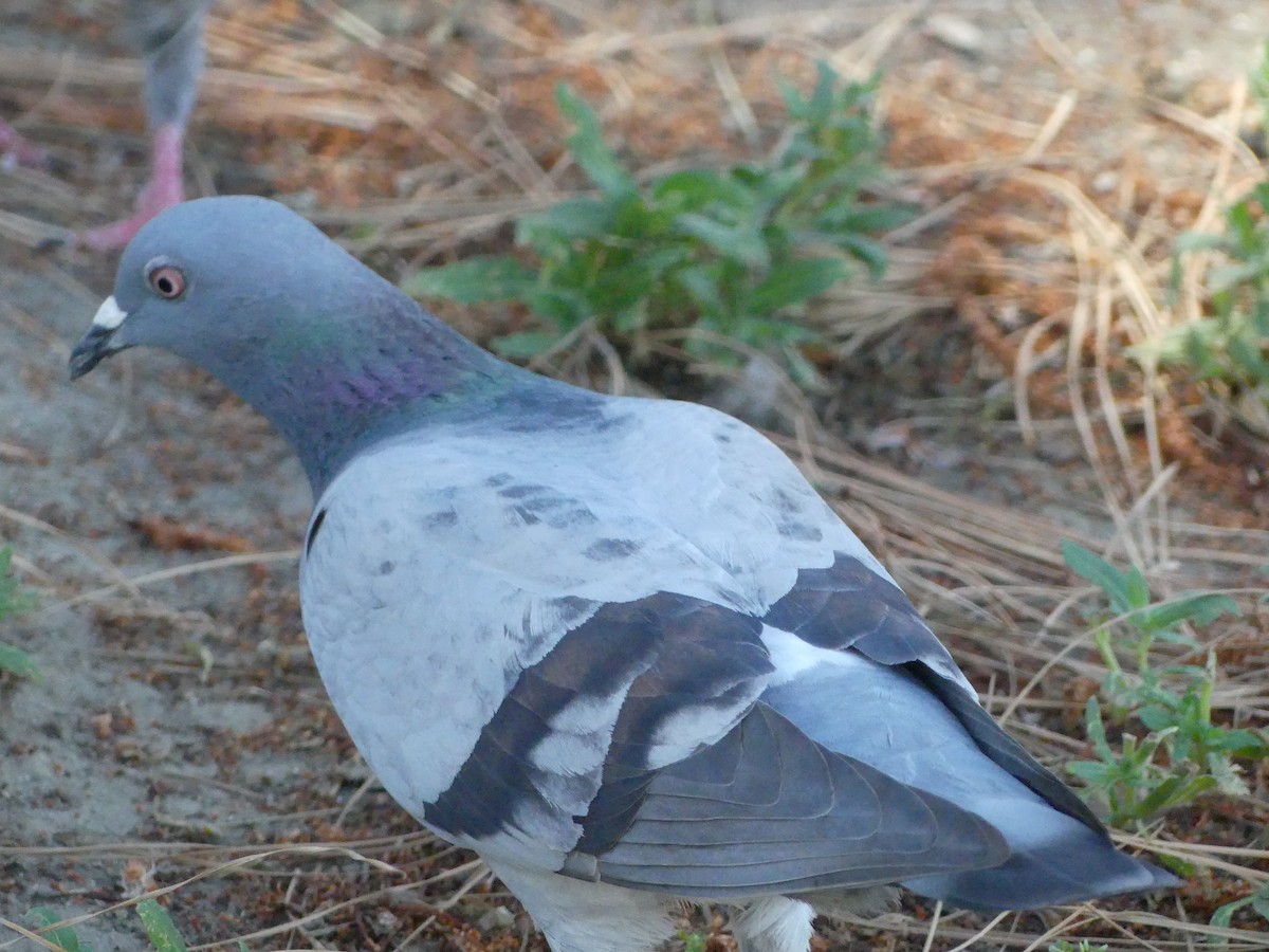 Pigeon biset (forme domestique) - ML620888155