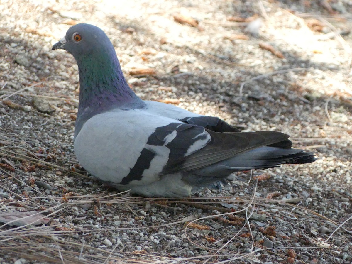 Rock Pigeon (Feral Pigeon) - ML620888156