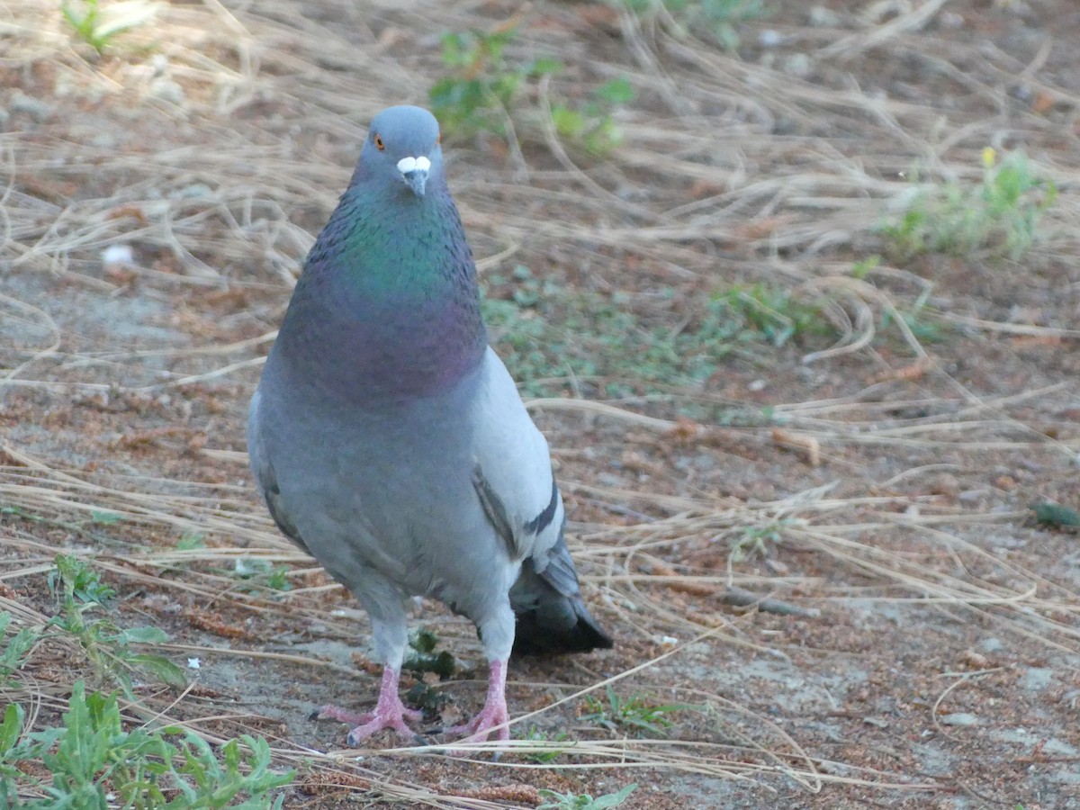 Rock Pigeon (Feral Pigeon) - ML620888157