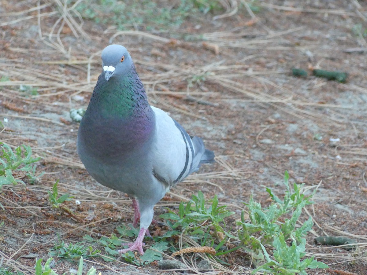 Rock Pigeon (Feral Pigeon) - ML620888159