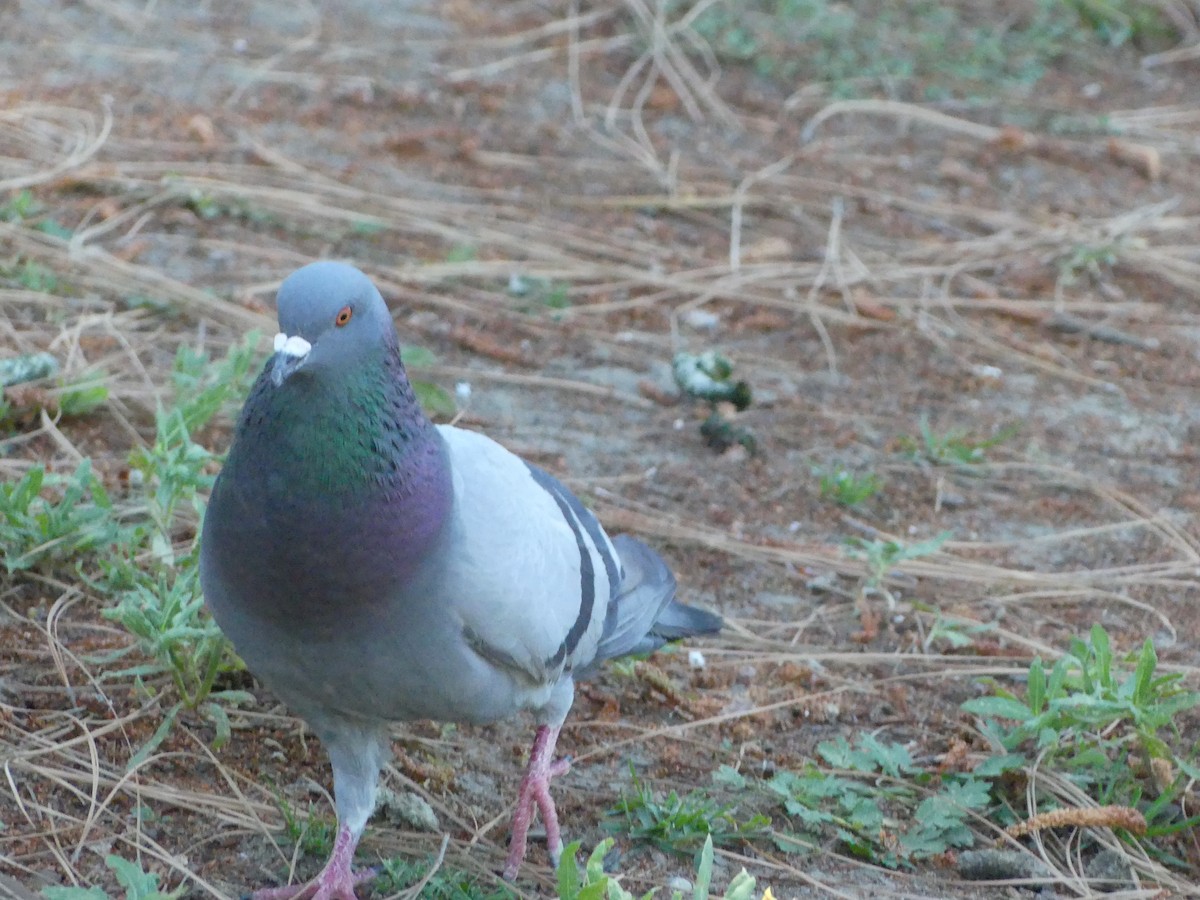 Rock Pigeon (Feral Pigeon) - ML620888160