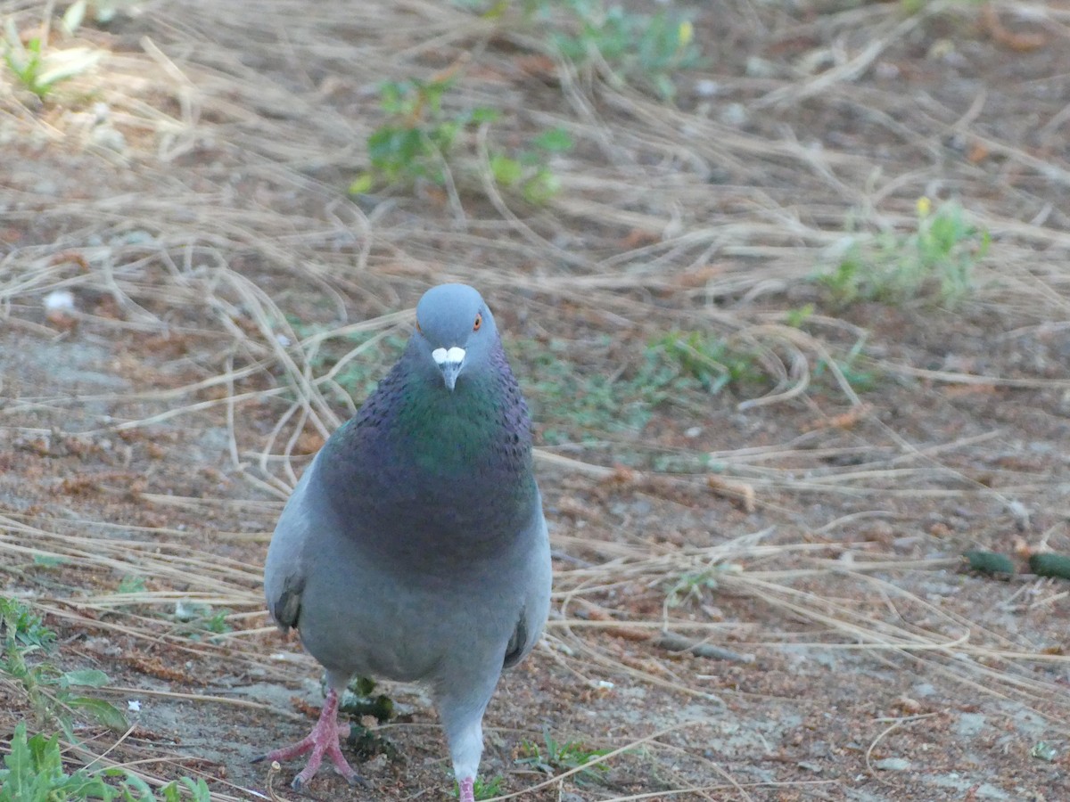 Rock Pigeon (Feral Pigeon) - ML620888161