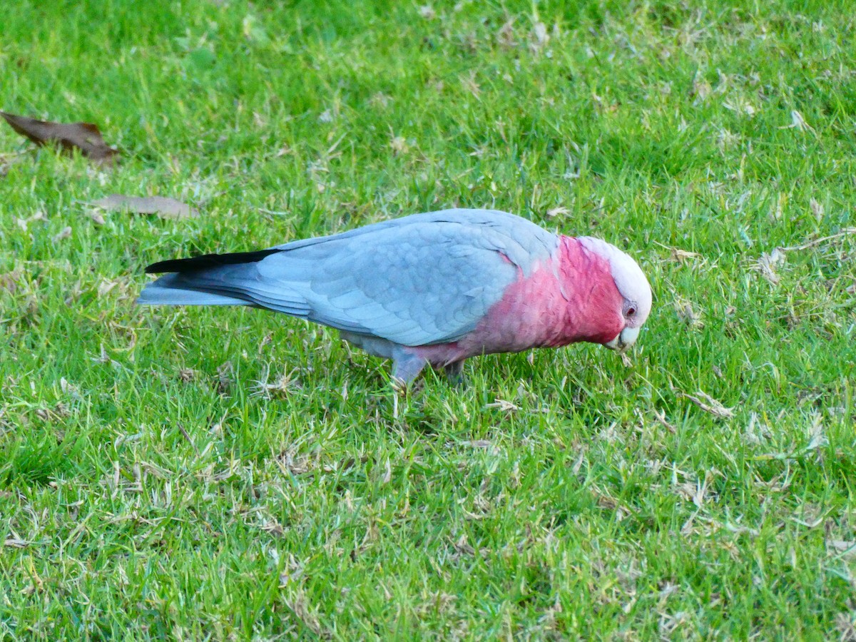 Cacatúa Galah - ML620888165