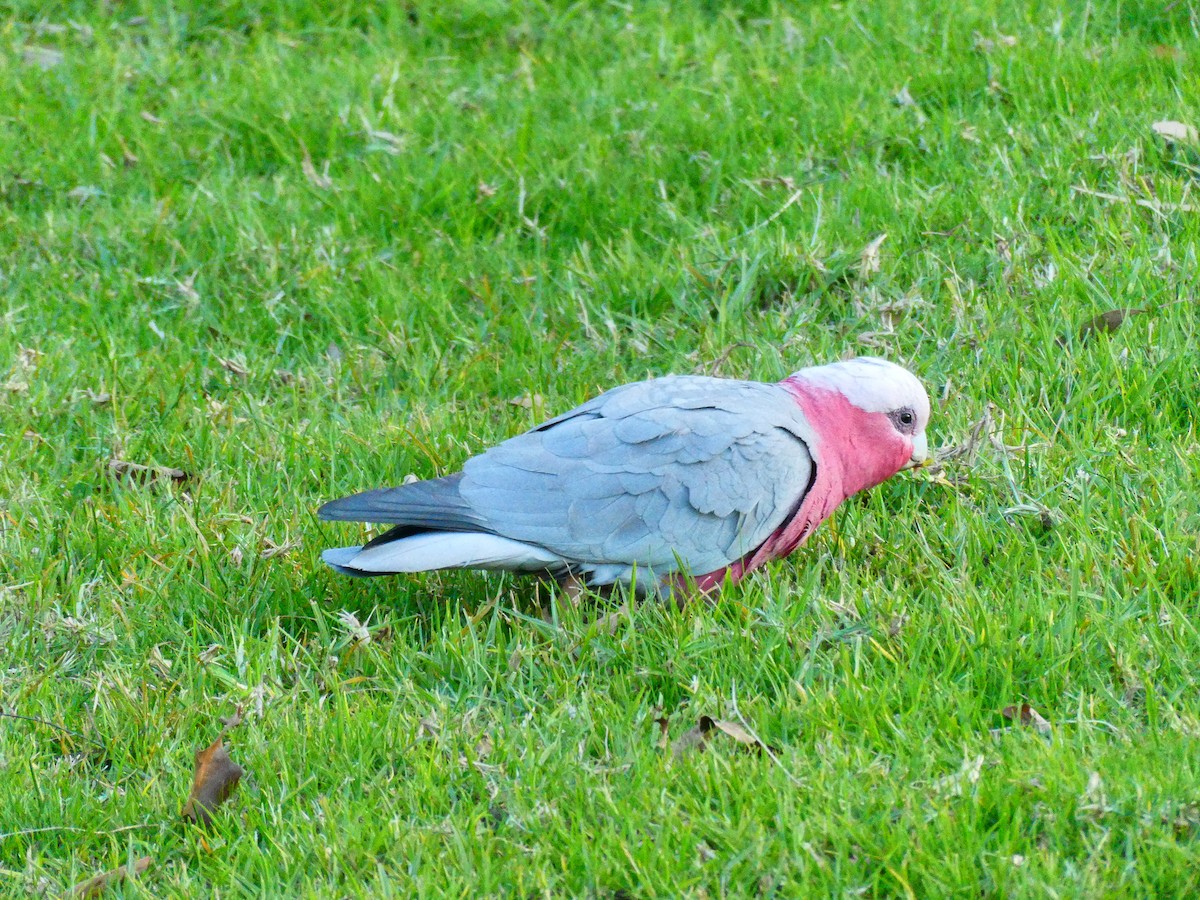 Cacatúa Galah - ML620888167