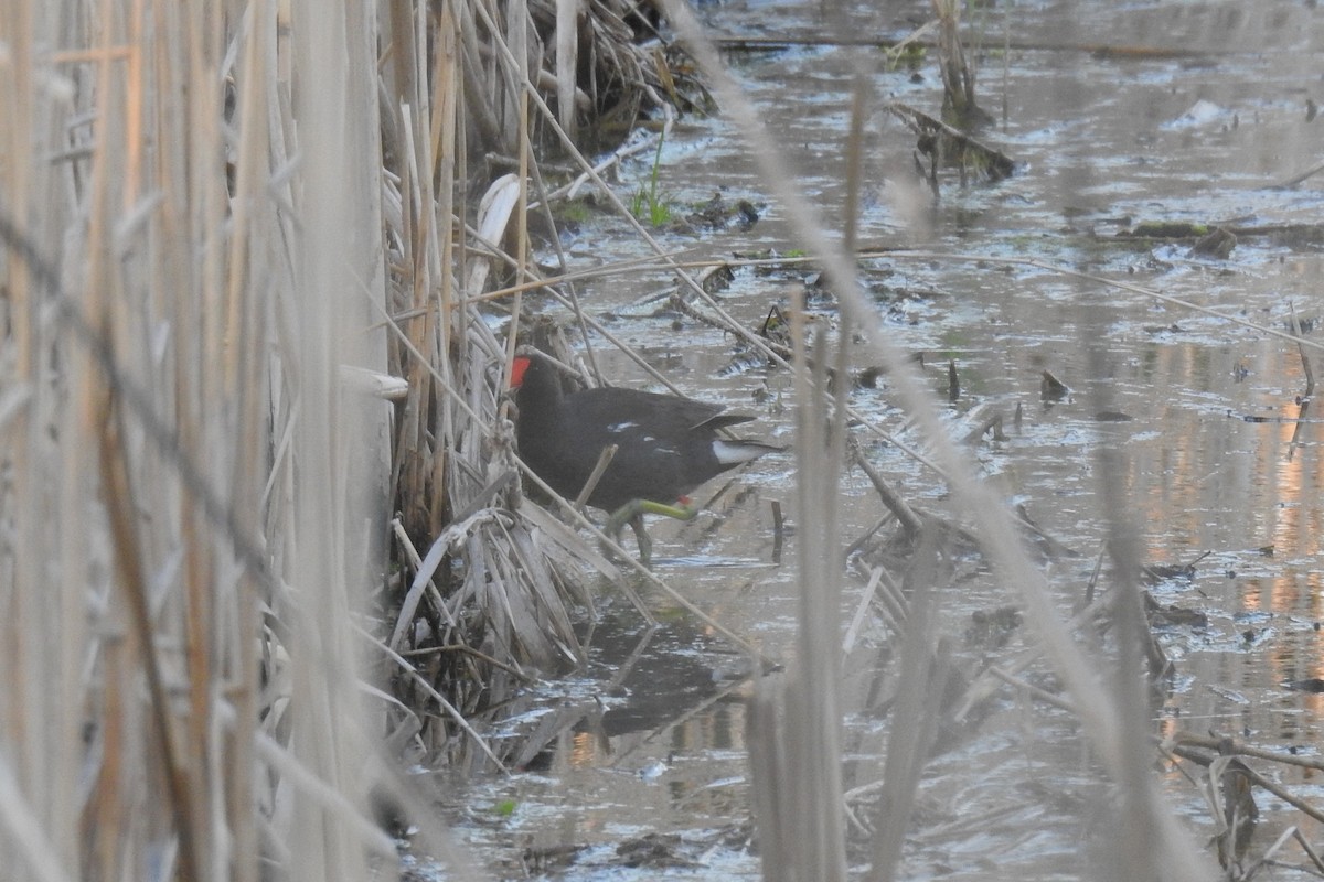 Gallinule d'Amérique - ML620888169