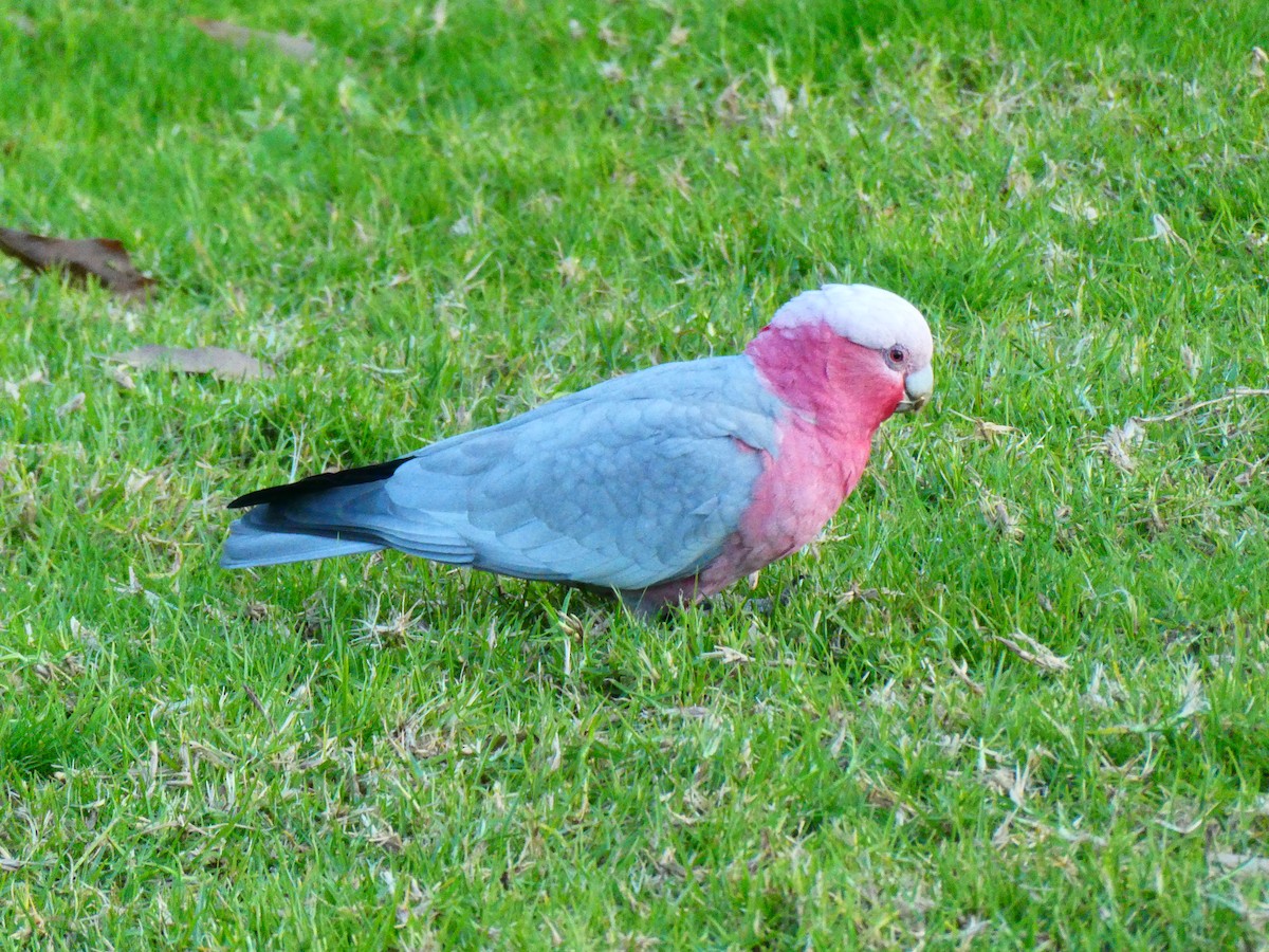 Cacatúa Galah - ML620888170