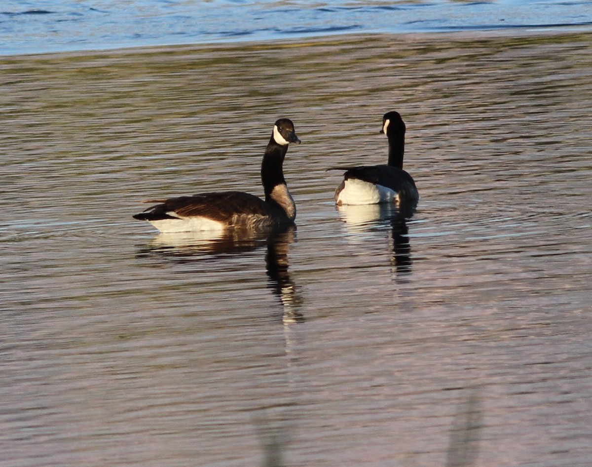 Canada Goose - ML620888171