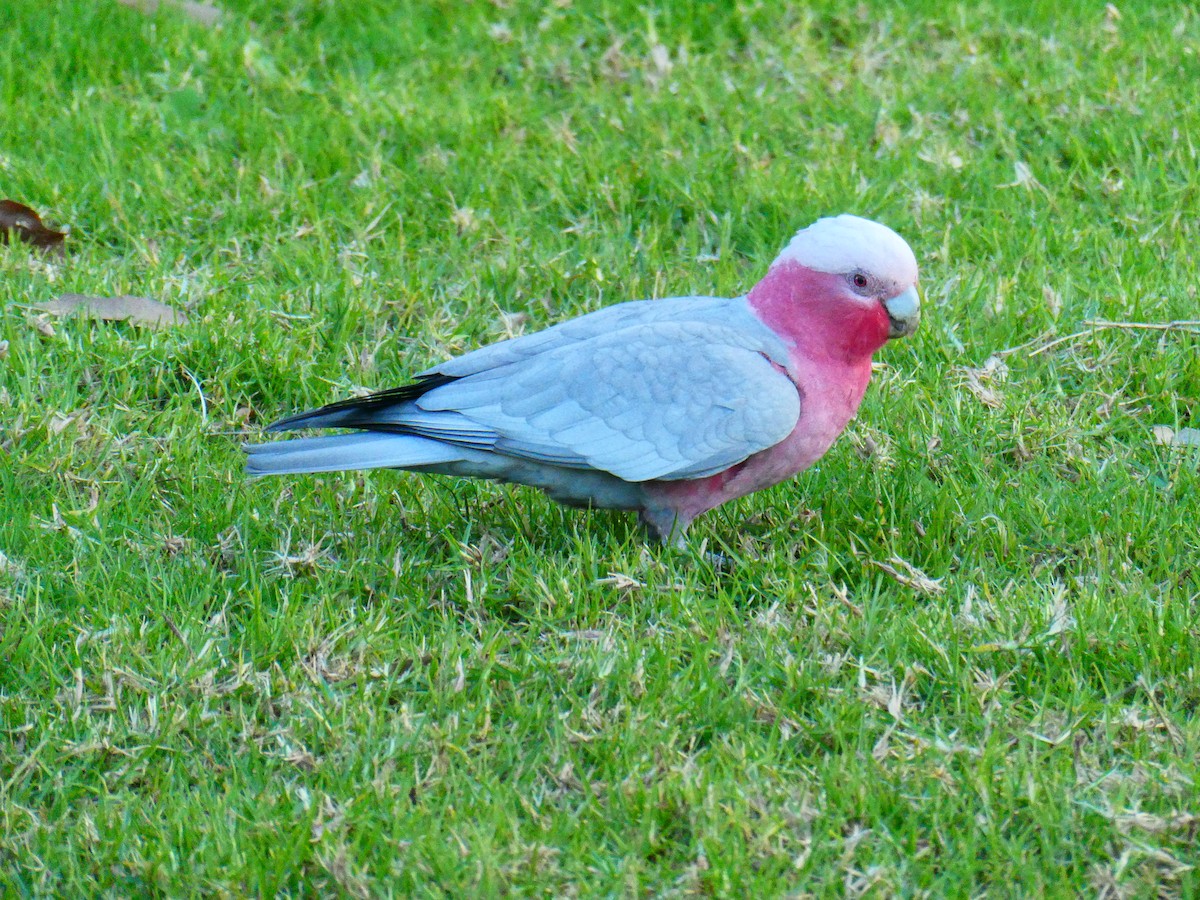 Cacatúa Galah - ML620888173