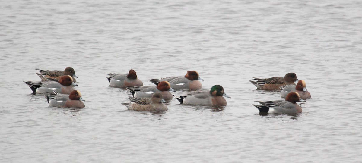 Eurasian Wigeon x Mallard (hybrid) - ML620888176