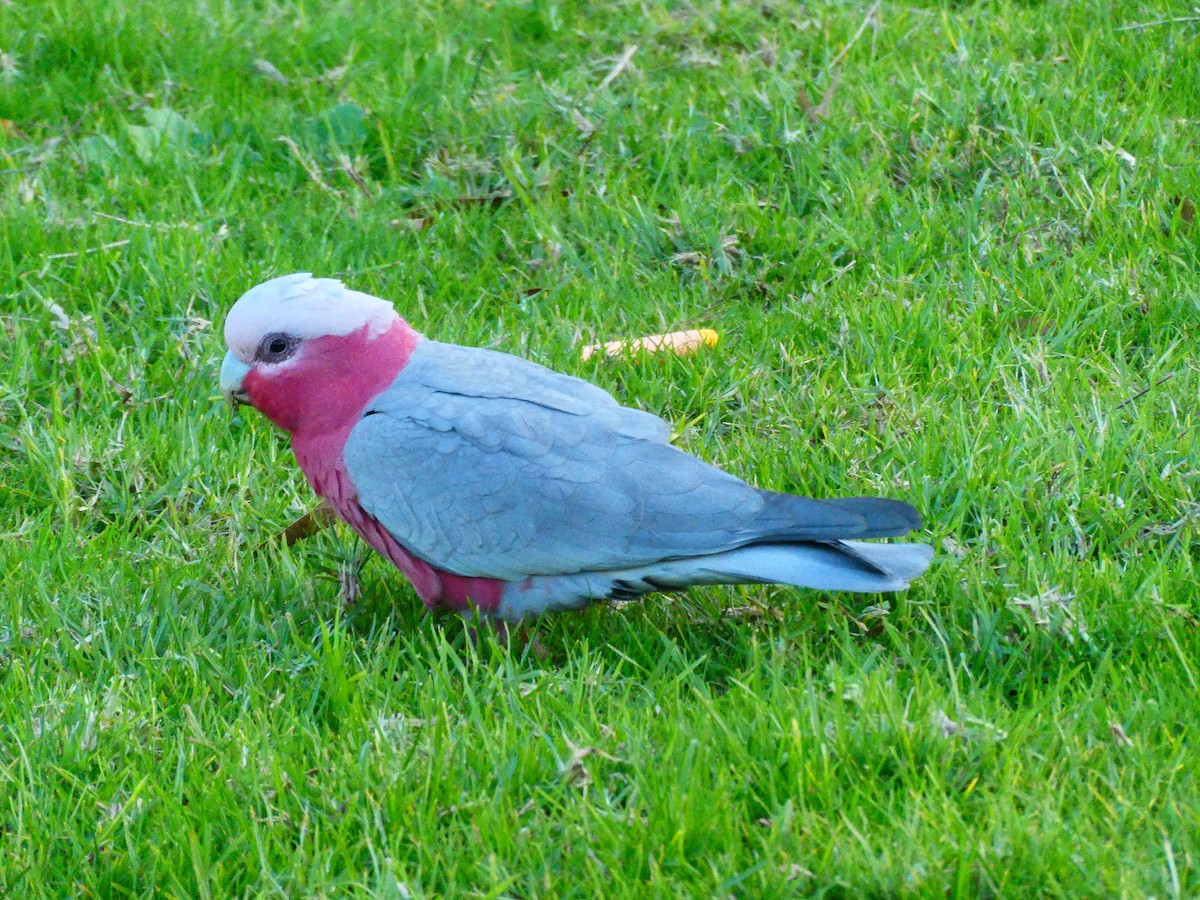 Cacatúa Galah - ML620888177