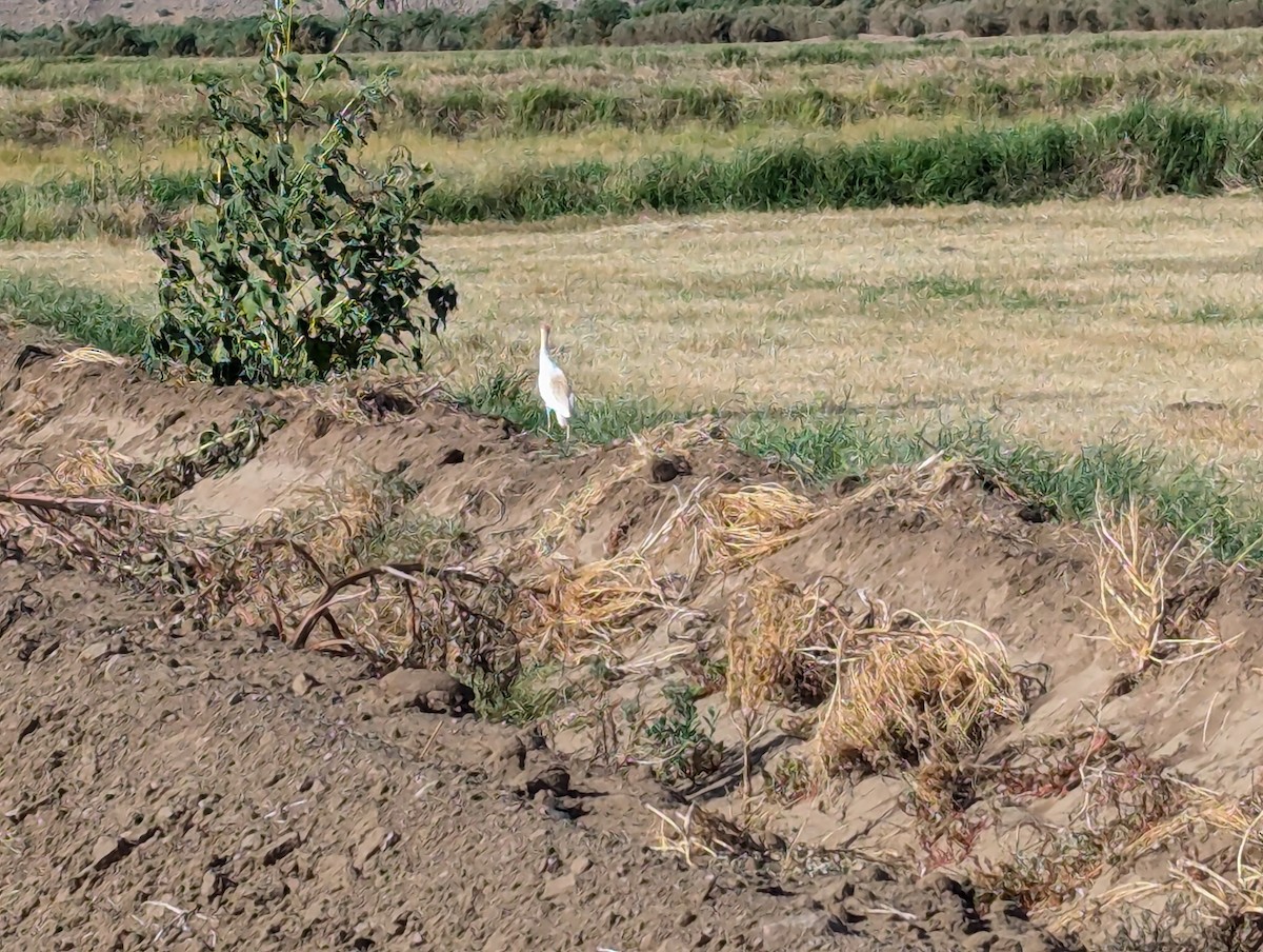 Western Cattle Egret - ML620888178