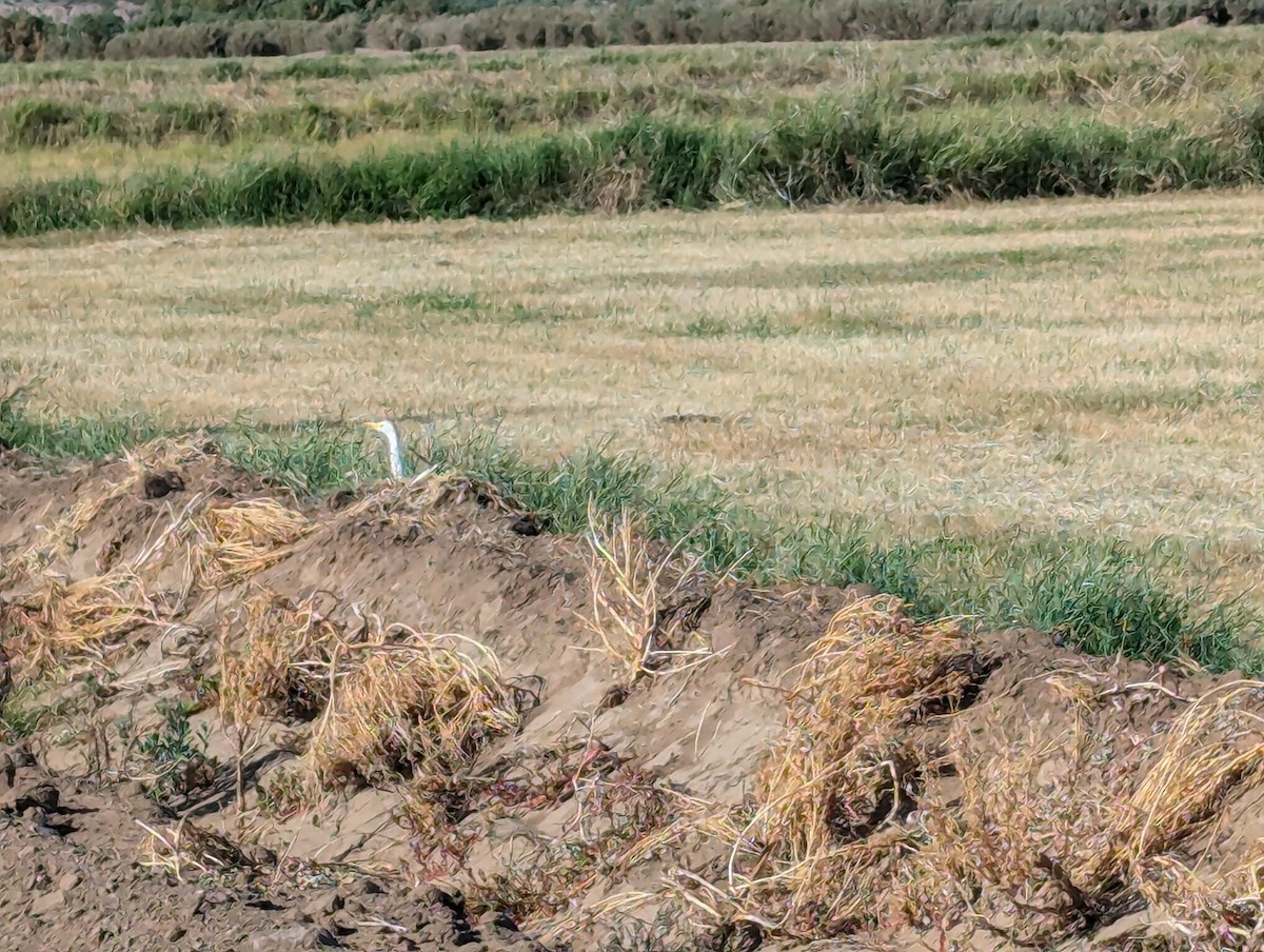 Western Cattle Egret - ML620888179