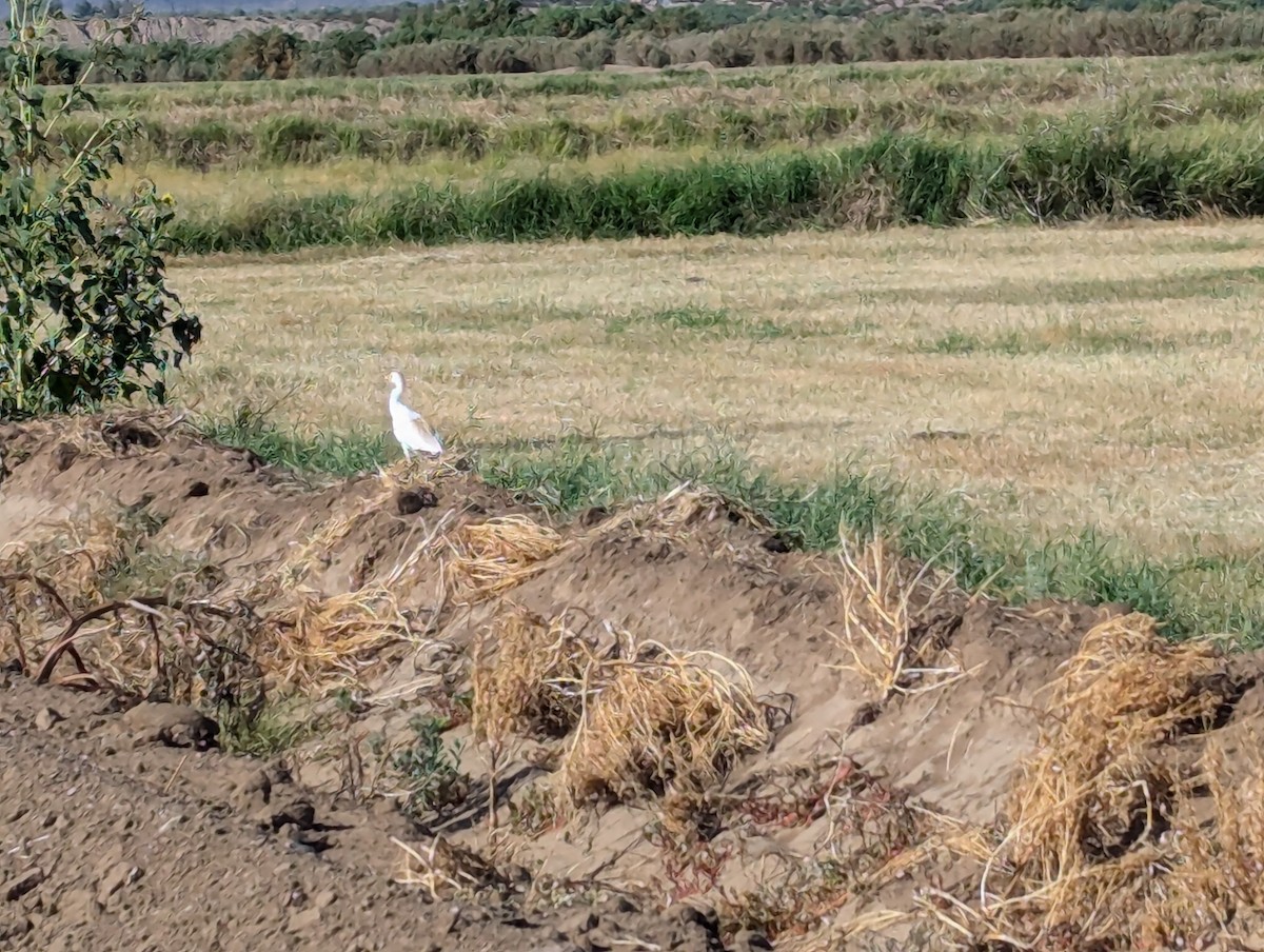 Western Cattle Egret - ML620888180