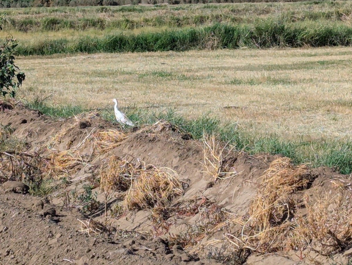 Western Cattle Egret - ML620888181