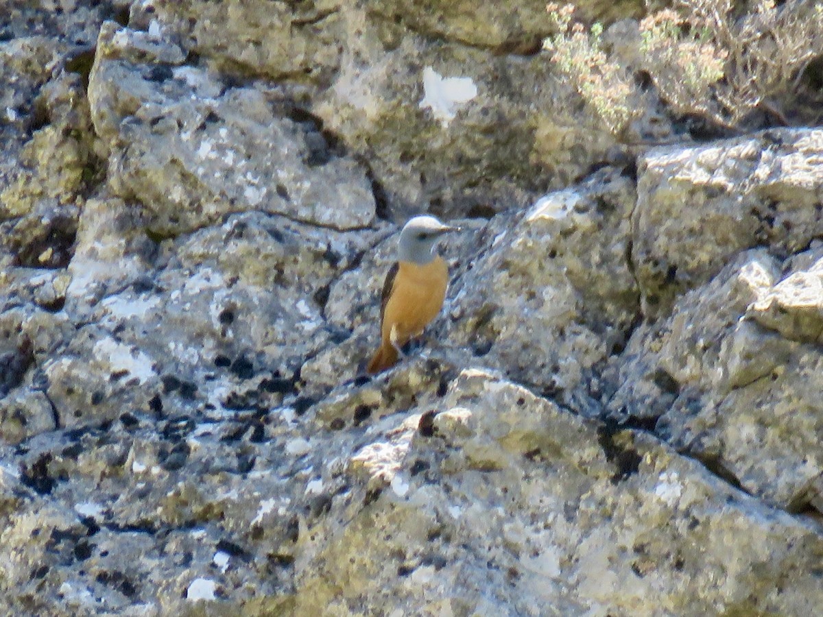 Rufous-tailed Rock-Thrush - ML620888185