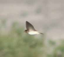 Cliff/Cave Swallow - ML620888186