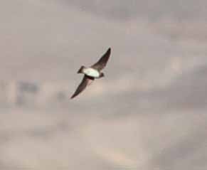 Cliff/Cave Swallow - ML620888187